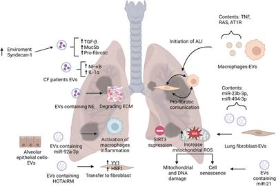 Impact of extracellular vesicles on the pathogenesis, diagnosis, and potential therapy in cardiopulmonary disease